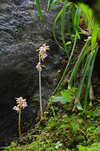 Epipogium aphyllum