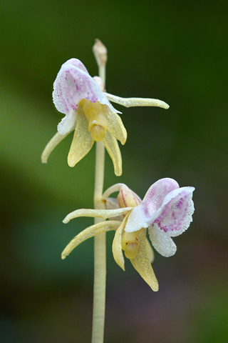 Epipogium aphyllum