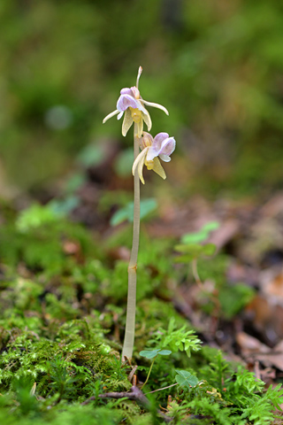 Epipogium aphyllum