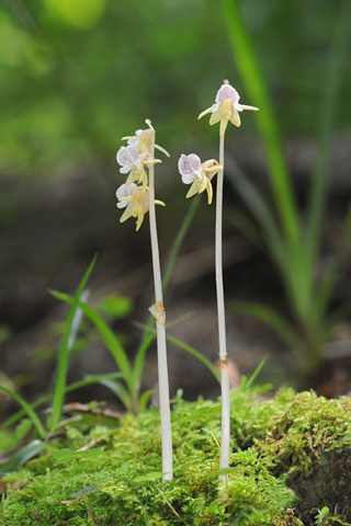 Epipogium aphyllum