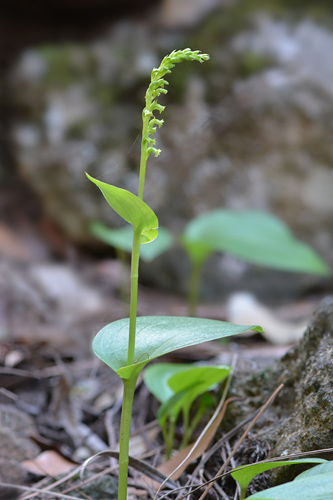 Gennaria dyphilla