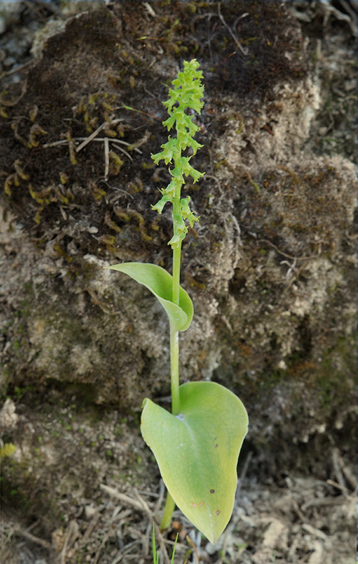 Gennaria dyphilla