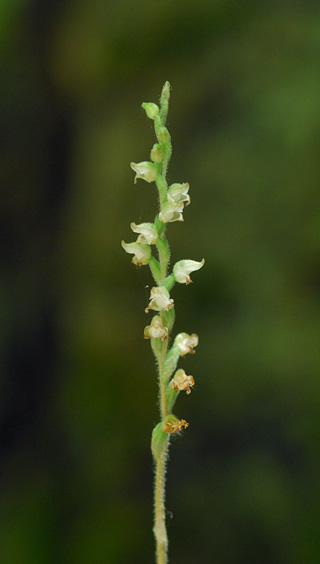 Goodyera oblongifolia