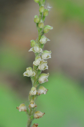 Goodyera oblongifolia