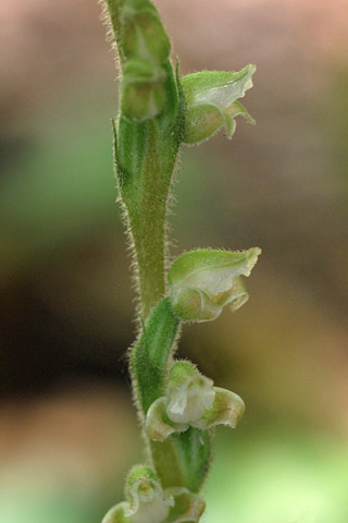 Goodyera oblongifolia