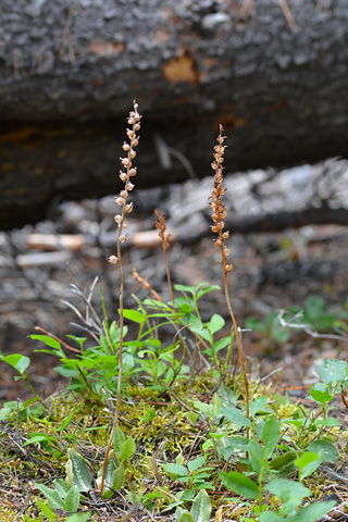 Goodyera oblongifolia