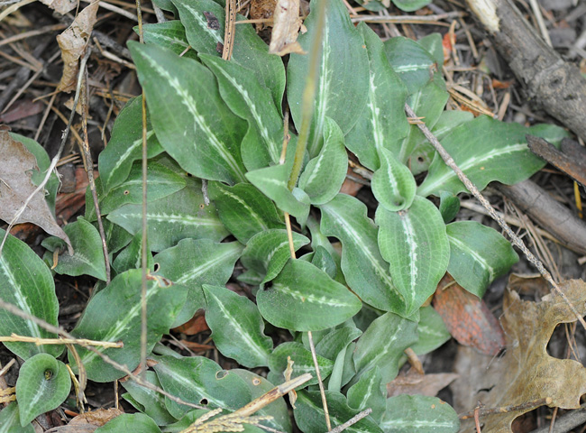 Goodyera oblongifolia