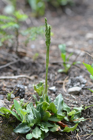 Goodyera oblongifolia