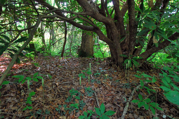 Goodyera pubescens