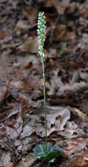 Goodyera pubescens