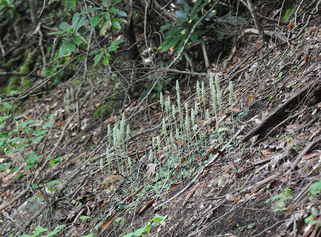 Goodyera pubescens