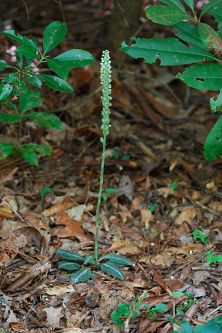 Goodyera pubescens