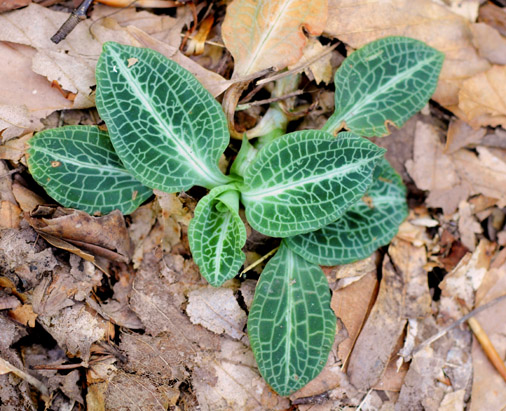 Goodyera pubescens