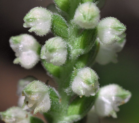 Goodyera pubescens