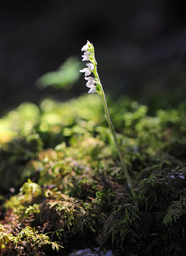 Goodyera repens