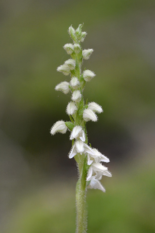 Goodyera repens