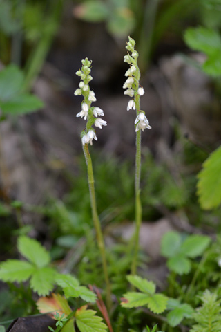 Goodyera repens