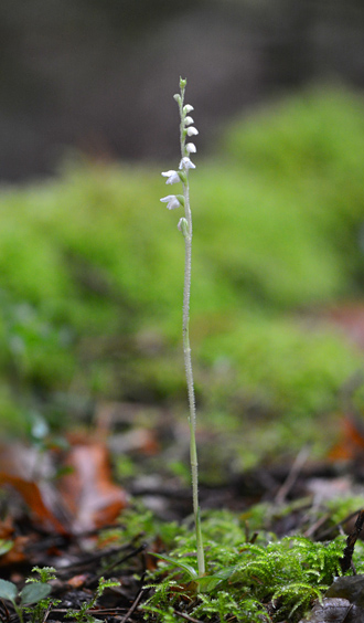 Goodyera repens