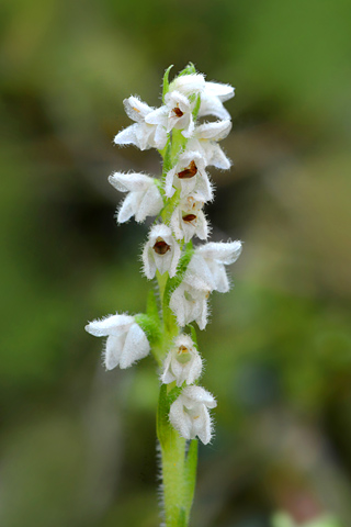 Goodyera repens