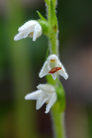 Goodyera repens