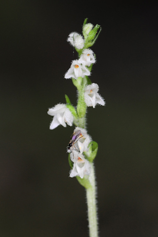 Goodyera repens