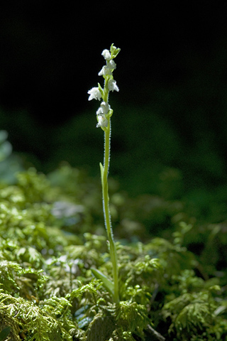 Goodyera repens