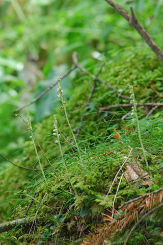 Goodyera repens