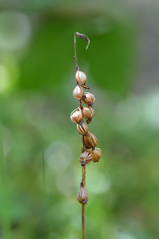 Goodyera repens