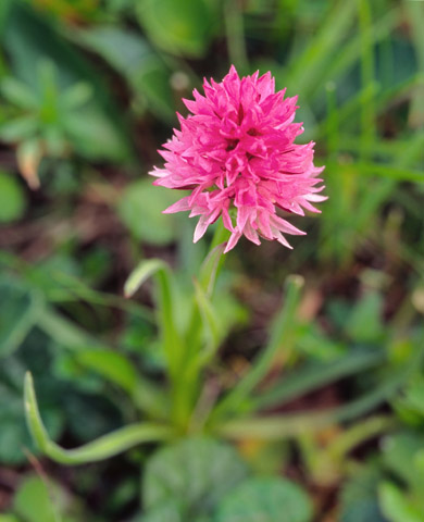 Gymnadenia archiducis-joannis