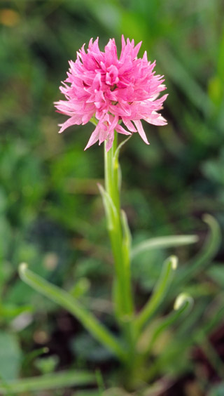 Gymnadenia archiducis-joannis