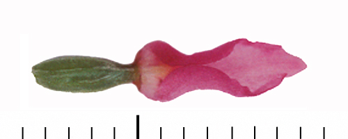Gymnadenia archiducis-joannis