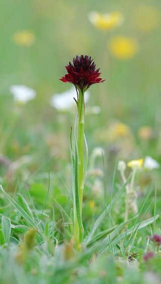 Gymnadenia austriaca