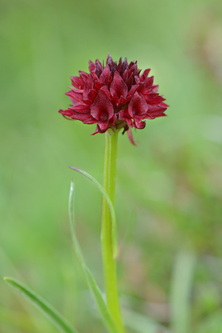 Gymnadenia austriaca