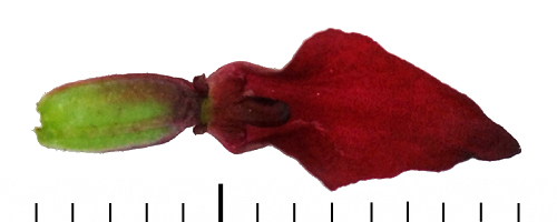 Gymnadenia austriaca