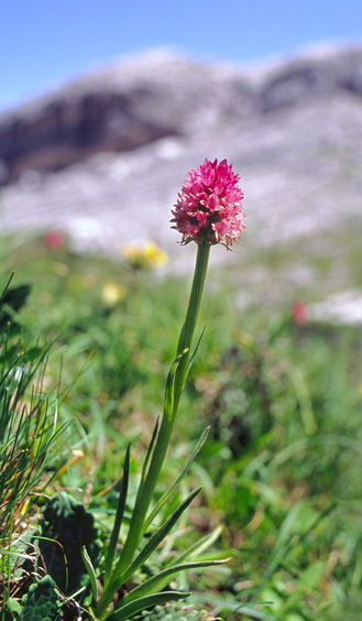 Gymnadenia buschmanniae