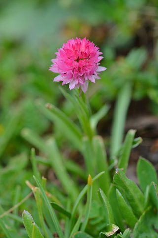 Gymnadenia buschmanniae