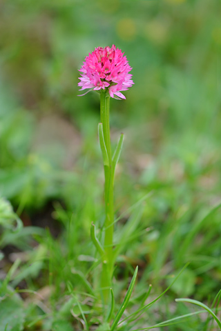 Gymnadenia buschmanniae