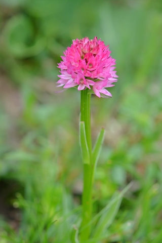 Gymnadenia buschmanniae