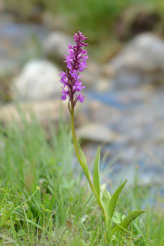 Dactylorhiza alpestris x Gymnadenia conopsea