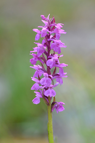 Dactylorhiza alpestris x Gymnadenia conopsea