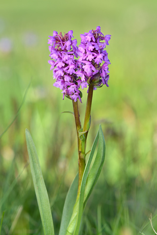 Gymnadenia conopsea lusus