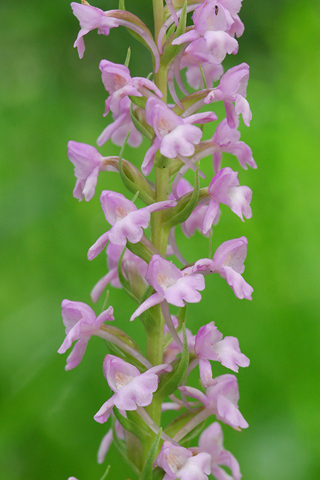 Gymnadenia conopsea x odoratissima