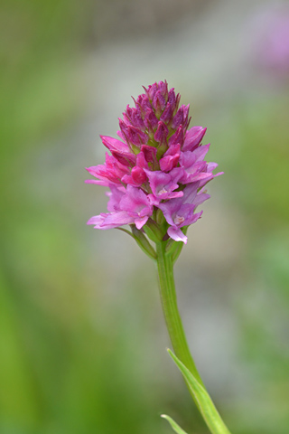 Gymnadenia conopsea x rhellicani