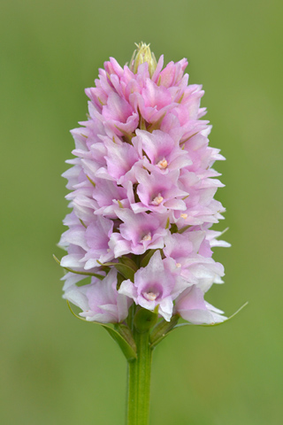 Gymnadenia conopsea x rhellicani