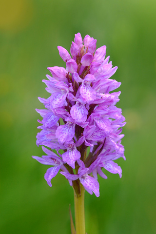 Dactylorhiza savogiensis x Gymnadenia conopsea