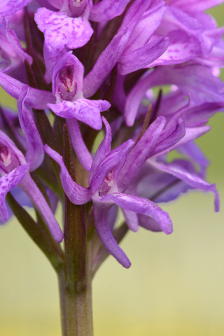 Dactylorhiza savogiensis x Gymnadenia conopsea