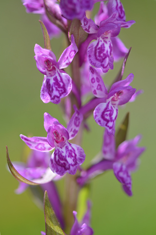 Dactylorhiza savogiensis x Gymnadenia conopsea