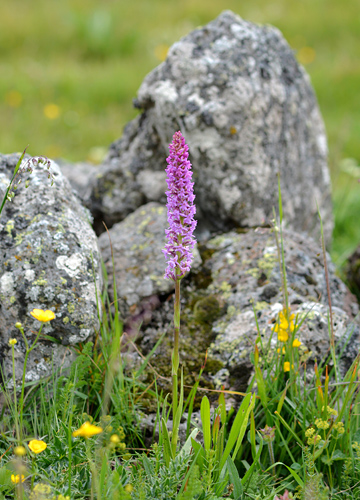 Gymnadenia conopsea