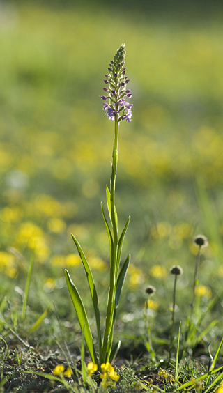 Gymnadenia conopsea