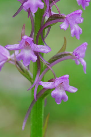 Gymnadenia conopsea